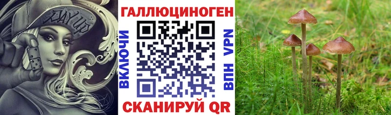 Галлюциногенные грибы мицелий  Купить где  Новодвинск 